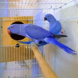 COMPRA  e  VENDA  de  AVES  MARINGÁ e  REGIÃO do  PARANÁ 🦜🦜
