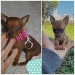 Raças Pinscher a venda ( Araxá )
