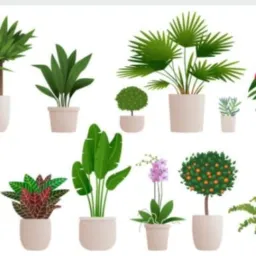 Jardin plantas flores de quintal