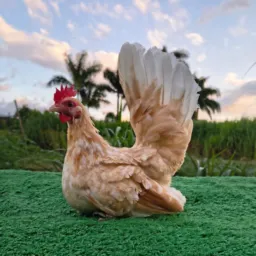 Venda de aves SC 🐓🦜🦆🪿🦚🦃