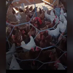 Todos tipos de venda, Buritis MG.