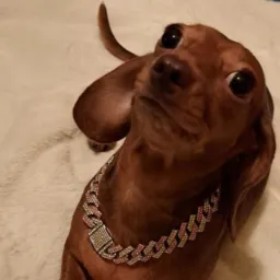 Venda de Dauchund Salsichas Pernambuco