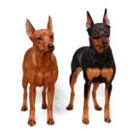 🐕 PINSCHER MINIATURA DOGUI BRASIL 🐕