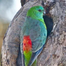 Red Rumped - Brasília e Goiás 🦜🐣