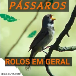PÁSSAROS ROLOS EM GERAL AGORA TAMBÉM É OLX