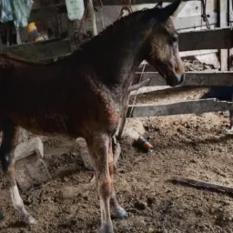 Rifa de um pordo 🐎