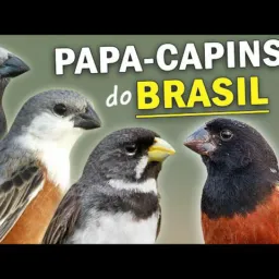 Colerista raiz de Cariacica vila velha Vitória e região e serra