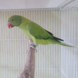 🦜MACHO OPALINO VERDE, PORTADOR DE AZUL, PP CLEARTAIL, 2025.🦜