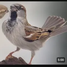 Aves e gaiolas Ceilândia e águas lindas