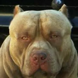 Pitbull Amapá