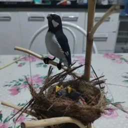 *Bolada Certa* 🦜🐦🐧