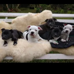 Vendas RS🐶🐱🐰🐹🐭