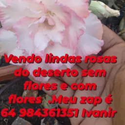 Vendas e negócios Rio verde Goiás e região