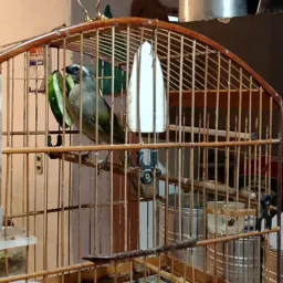 Rolo de aves Paty 🦅