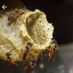 Meliponicultura BR 🐝🐝🐝