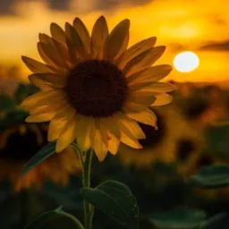 Bazar Girassol 🌻