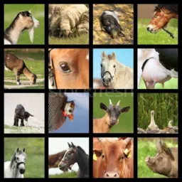 Venda e Troca de animais acessórios e árvores frutíferas 🦔🐁🐇🕊️🦩🦢🦜🦚🦃🐓🐈🐕🐐🐑🐏🐖🐎🫏🐄🐂🐟🌴🌳🌲🍏🍎🍐🍊🍑🥭🍓🫐🍈🍒🍑🥭🍍🍇🫑🌶️🌽