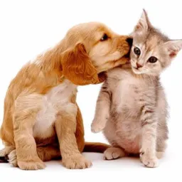 AMOR DE 4 PATAS..ADOTE OU DOE.🐾
