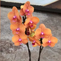 Flores urupa