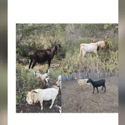 3 Carneiro 🐏 + 2 Bode 🐐 bom