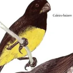 🐦grupo de vendas e troca a partir de 300 🐦🐦