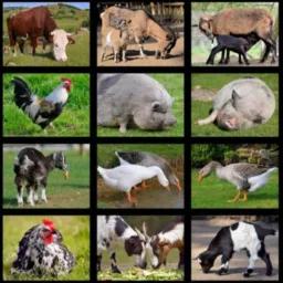 Aves e animais rio grande