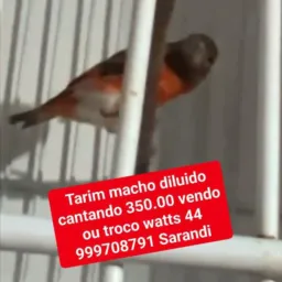 Lourenco Desapego aves ornamental e acessórios