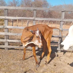 RIFA DE UMA GARROTA 🐄