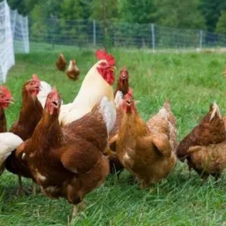 Grupo de galinha caipira venda e troca