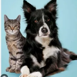 Doações de gatos e cachorros