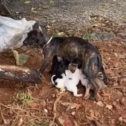 MÃE E FILHOTES EM CHUVA