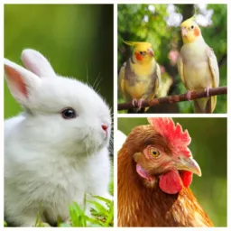 Vendas e trocas de animais 🐖🐣🐴🪿🐰