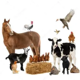 Vendas de animais RioMafr