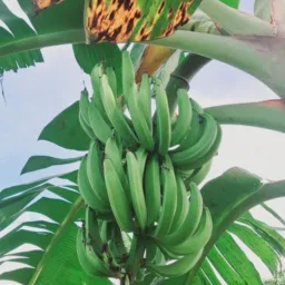 Mudas de bana de frito e outras🍌 🍌