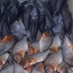 PEIXES DE TARTARUGALZINHO 🐟