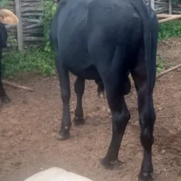 RIFA SE UM GARROTE GRANDE E GORDO ÓTIMO PARA RECRIA OU ABATE