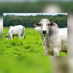 Guanambi e região animal 🐂
