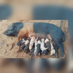 Suínos Sul compra e venda