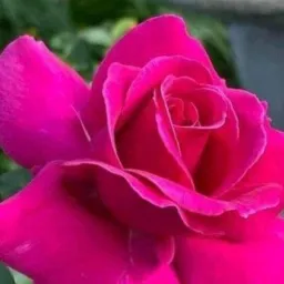 💘ROSA DE SAROM NACIONAL 💘