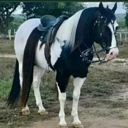 Vaqueiros de Paulista🐎🐄🐷🐏
