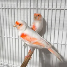 Criadores de canários belga