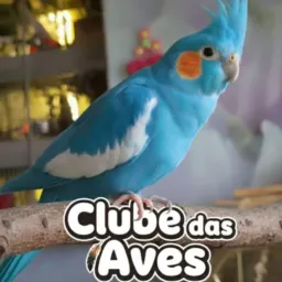Aves de jipa1°Compras,venda,e trocas.🐰🦜🦚🐓🦃