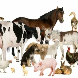 Negócio Animal Jaraguá do Sul