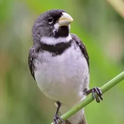 Pássaros Águas lindas e região