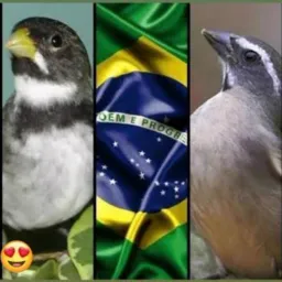 🤑CATIRA DE     de pássaros BH região 🤑