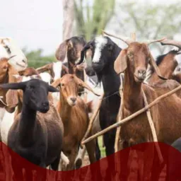 Conpra e venda Caprinos e ouvinos  gbi