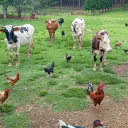 GOSTEI POSTEI VENDE TUDO VILA RICA