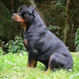 Compras e vendas rottweiler 2