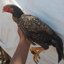 🙏🙏Rifa de um galinha índia top de linha