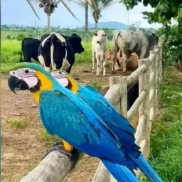 CATIRA E VENDAS DE AVES 🦅 CÃES MOLEVADE E REGIÃO VIZINHAS